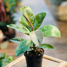 Load image into Gallery viewer, Ficus &#39;Moonshine&#39;

