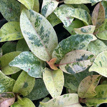Load image into Gallery viewer, Ficus &#39;Moonshine&#39;
