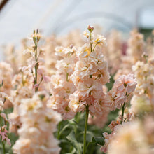 Load image into Gallery viewer, Ultimate Cut Flower Garden Pack
