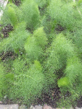 Load image into Gallery viewer, Herb Trio - Fennel
