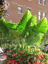 Load image into Gallery viewer, Colocasia &#39;Thailand Giant&#39;
