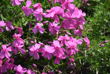 Load image into Gallery viewer, Phlox &#39;Spring Light Pink&#39;
