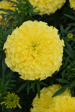 Load image into Gallery viewer, African Marigold
