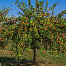 Load image into Gallery viewer, Apple Tree 'Gala Semi-Dwarf'

