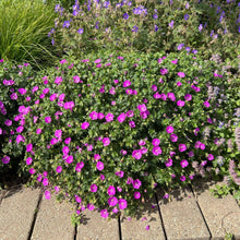 Load image into Gallery viewer, Geranium 'Max Frei'

