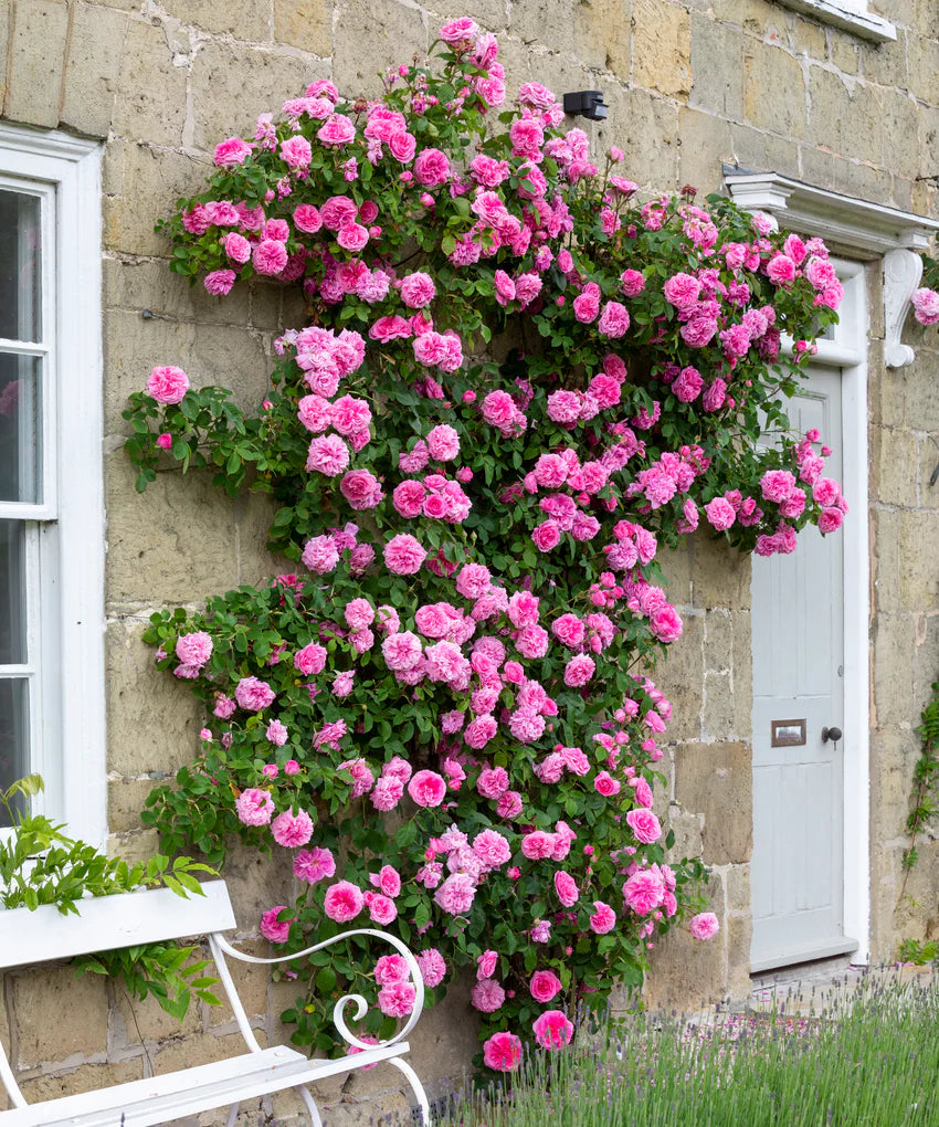 Rose- David Austin 'Gertrude Jekyll'