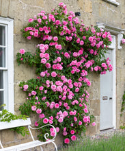 Load image into Gallery viewer, Rose- David Austin &#39;Gertrude Jekyll&#39;
