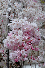 Load image into Gallery viewer, Cherry Tree 'Weeping Subhirtella'
