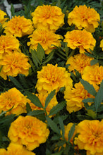 Load image into Gallery viewer, Marigold (French) 'Bonanza Gold'
