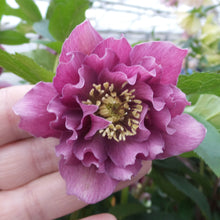 Load image into Gallery viewer, Helleborus 'Maid of Honor'
