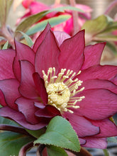Load image into Gallery viewer, Helleborus &#39;Red Sapphire&#39;
