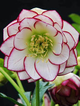 Load image into Gallery viewer, Helleborus &#39;Fire &amp; Ice&#39;
