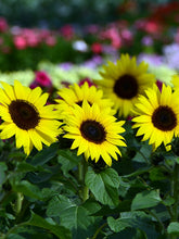 Load image into Gallery viewer, Sunflower 'Sunbuzz'
