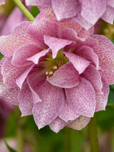 Load image into Gallery viewer, Helleborus Wedding Crasher
