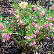 Load image into Gallery viewer, Helleborus &#39;Cotton Candy&#39;
