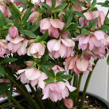 Load image into Gallery viewer, Helleborus &#39;Cotton Candy&#39;

