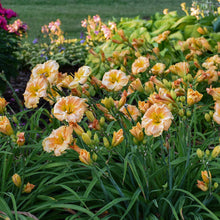 Load image into Gallery viewer, Daylily &#39;Orange Smoothnie&#39;
