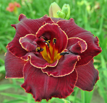 Load image into Gallery viewer, Daylily &#39;Night Embers&#39;

