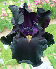 Load image into Gallery viewer, German Iris &#39;Here Comes the Night&#39;
