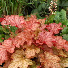 Load image into Gallery viewer, Heuchera &#39;Paprika&#39;

