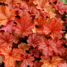Load image into Gallery viewer, Heuchera &#39;Paprika&#39;
