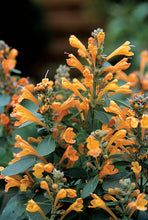 Load image into Gallery viewer, Agastache 'Honeysticks Sandstone'
