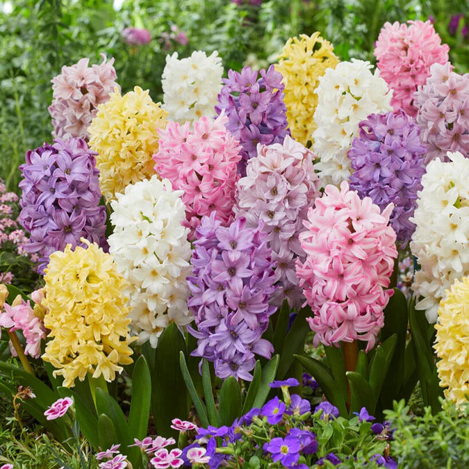 Hyacinthus ‘Pastel Perfume’