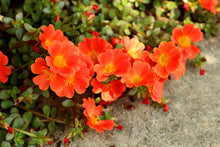 Load image into Gallery viewer, Portulaca
