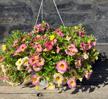 Load image into Gallery viewer, Hanging Basket- Pink &amp; Yellow Superbells
