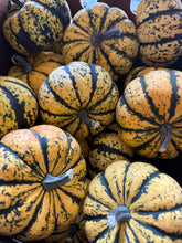 Load image into Gallery viewer, Pumpkins &#39;Barn Dance&#39; Set of 5
