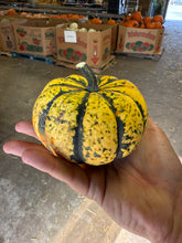 Load image into Gallery viewer, Pumpkins &#39;Barn Dance&#39; Set of 5
