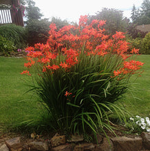 Load image into Gallery viewer, Crocosmia 'Sharona'
