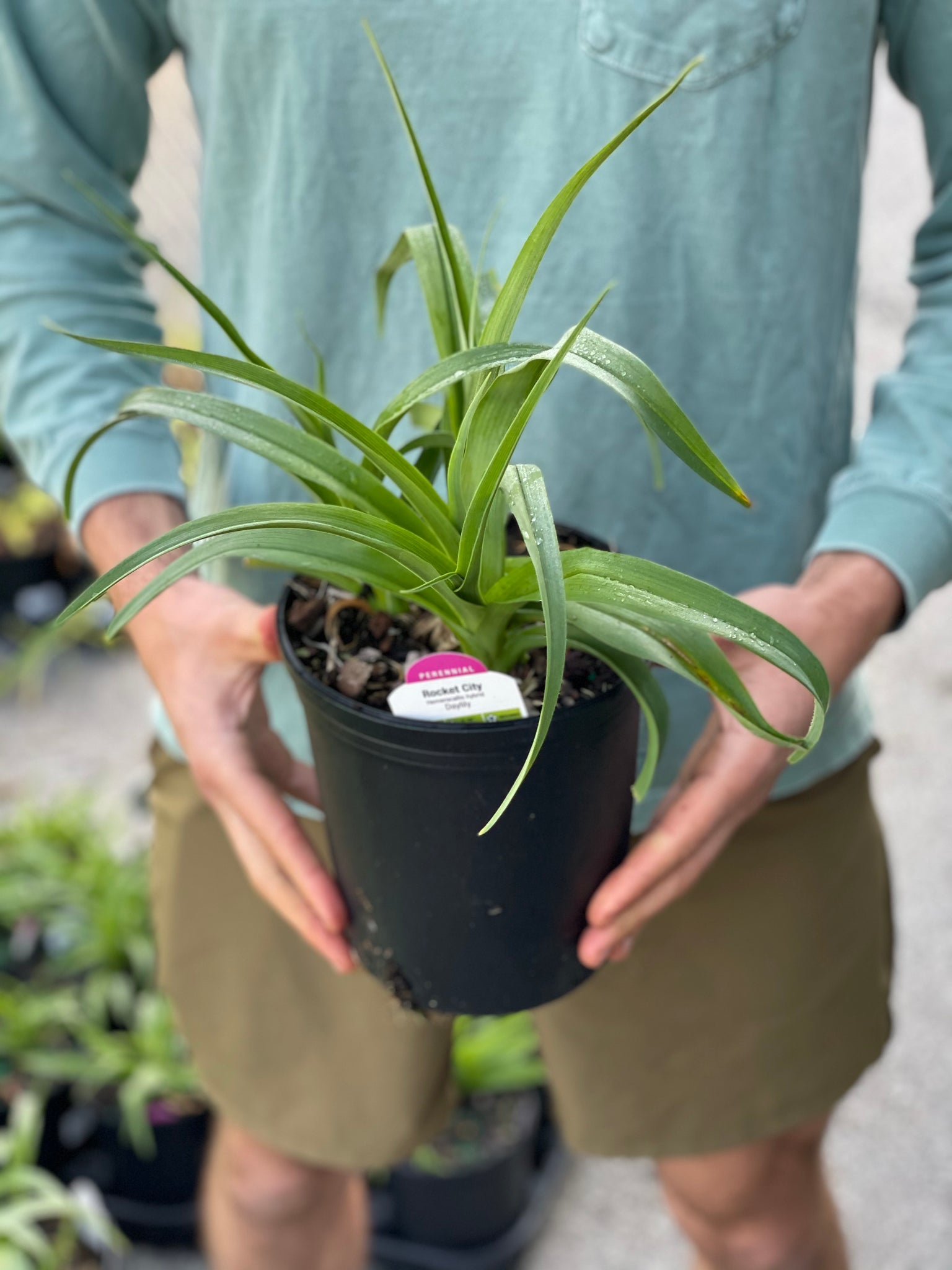 Daylily 'Marque Moon' – BloomBox