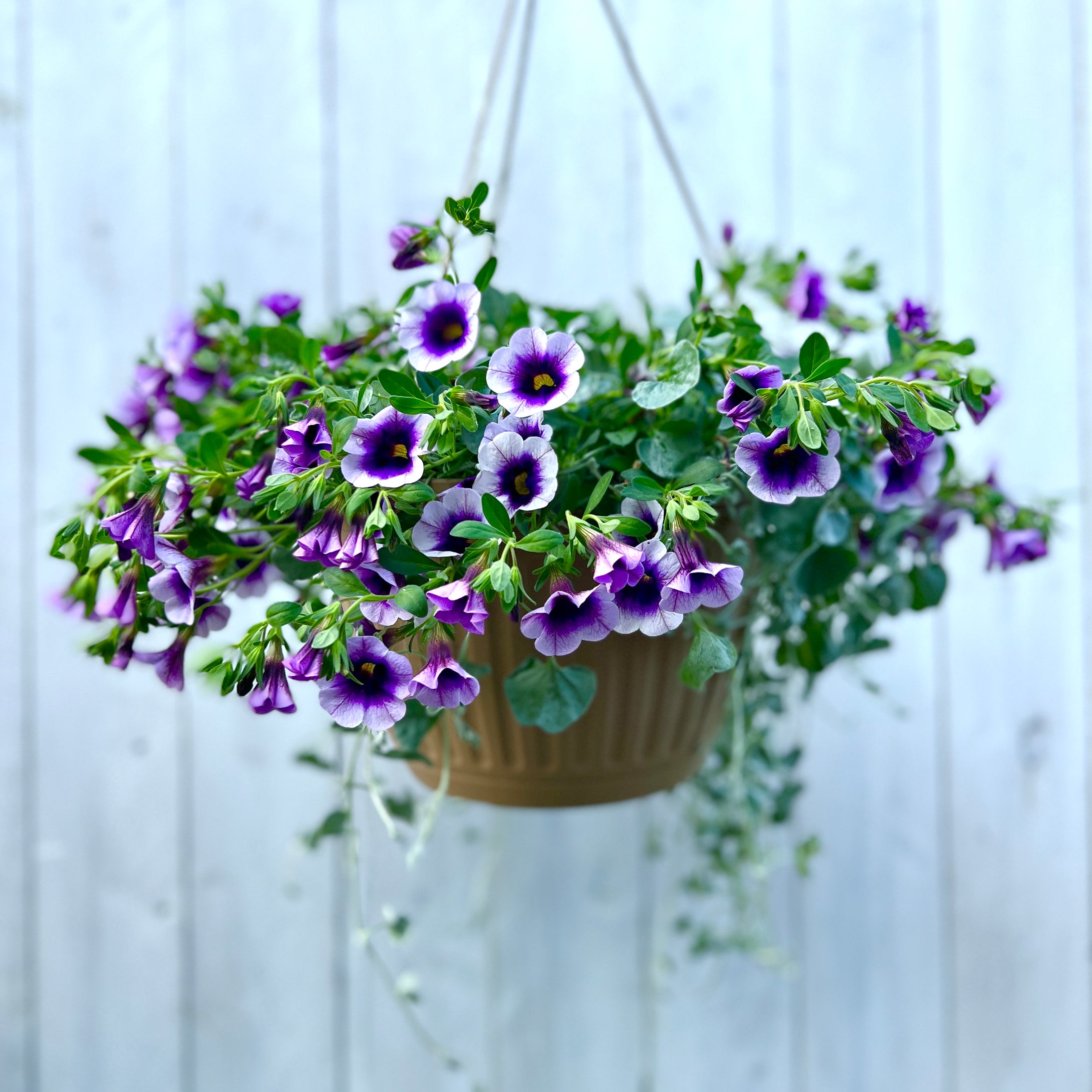 Hanging Basket - Blue Moon Calibrachoa & Dichondra