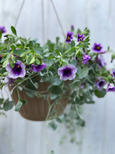 Load image into Gallery viewer, Hanging Basket - Blue Moon Calibrachoa &amp; Dichondra
