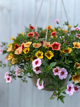 Load image into Gallery viewer, Hanging Basket - Trixi Batting Eyes
