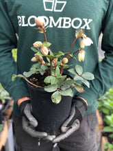 Load image into Gallery viewer, Helleborus &#39;Peppermint Ice&#39;
