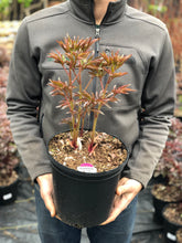 Load image into Gallery viewer, Peony 'Happy Maroon'
