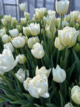 Load image into Gallery viewer, Tulip &#39;Mondial&#39;
