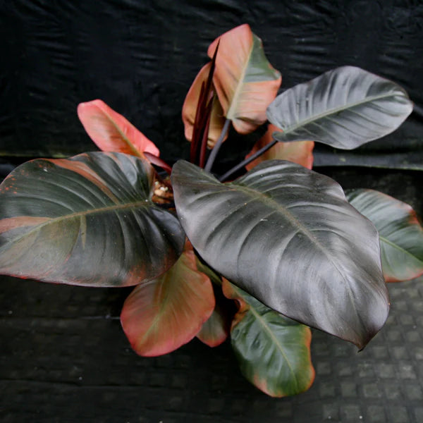 Philodendron 'Black Cardinal'