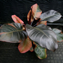 Load image into Gallery viewer, Philodendron &#39;Black Cardinal&#39;
