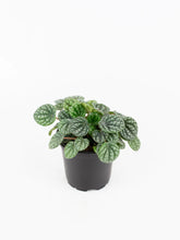 Load image into Gallery viewer, Peperomia Burbella
