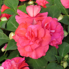 Load image into Gallery viewer, Double Impatiens

