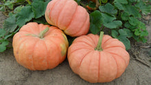 Load image into Gallery viewer, Pumpkin &#39;Indian Doll&#39;
