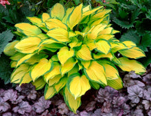 Load image into Gallery viewer, Hosta &#39;Island Breeze&#39;
