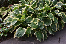 Load image into Gallery viewer, Hosta &#39;Diana Remembered&#39;
