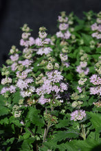 Load image into Gallery viewer, Caryopteris &#39;Pavilion Pink&#39;
