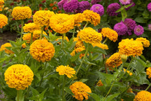 Load image into Gallery viewer, Zinnias
