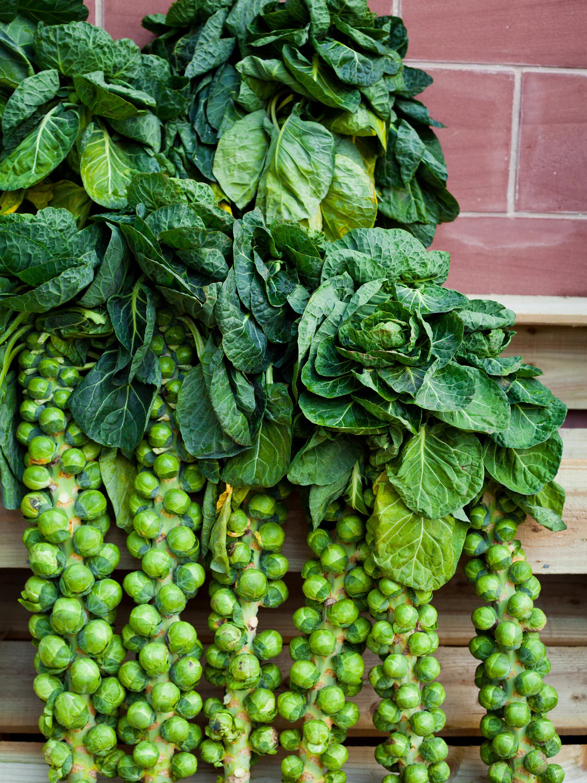 Brussels Sprouts 'Jade Cross' 6-pack