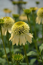 Load image into Gallery viewer, Echinacea &#39;Double Scoop Lemon Cream&#39;
